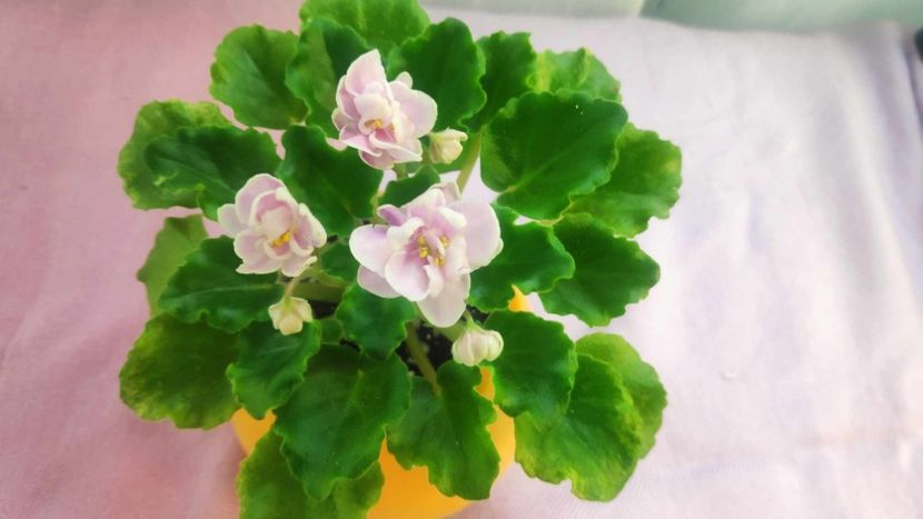 30 mai - AV Yaponskaya Vishnia