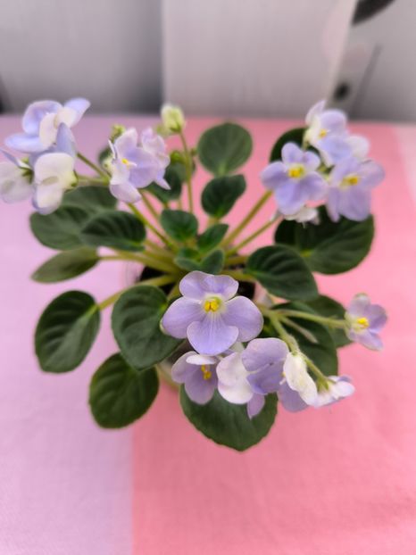 2 mar - LE Son Trava