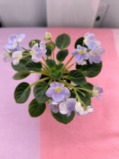 2 mar - LE Son Trava