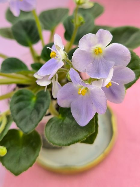 2 mar - LE Son Trava