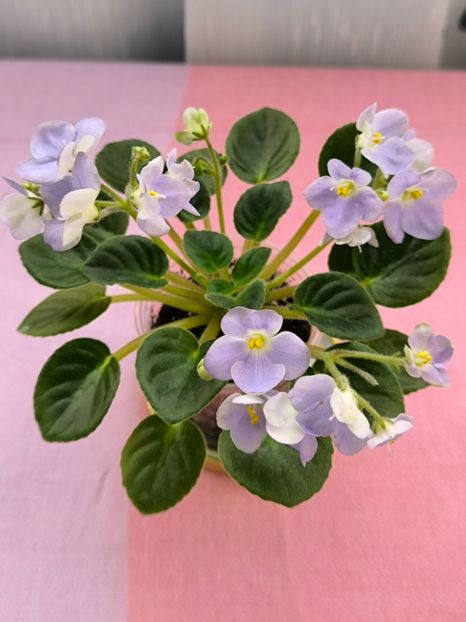 2 mar - LE Son Trava