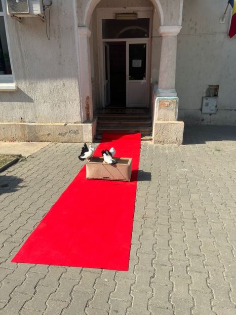 b9b842e8-46ad-46bd-b574-7dd81079b502 - PORUMBEI DE ÎNCHIRIAT PENTRU EVENIMENTE