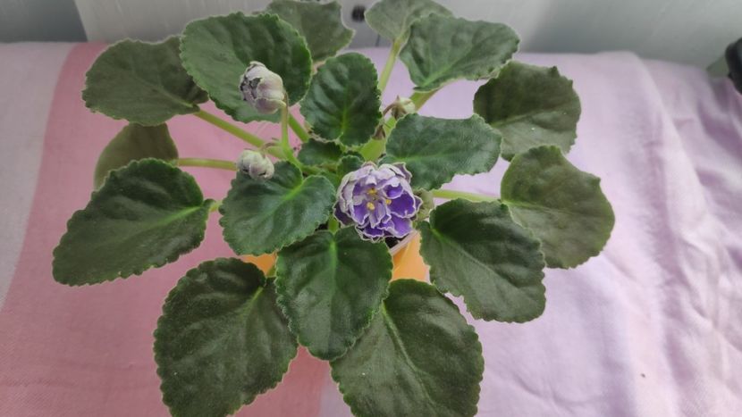 17 mai - Cajun s Lady Man