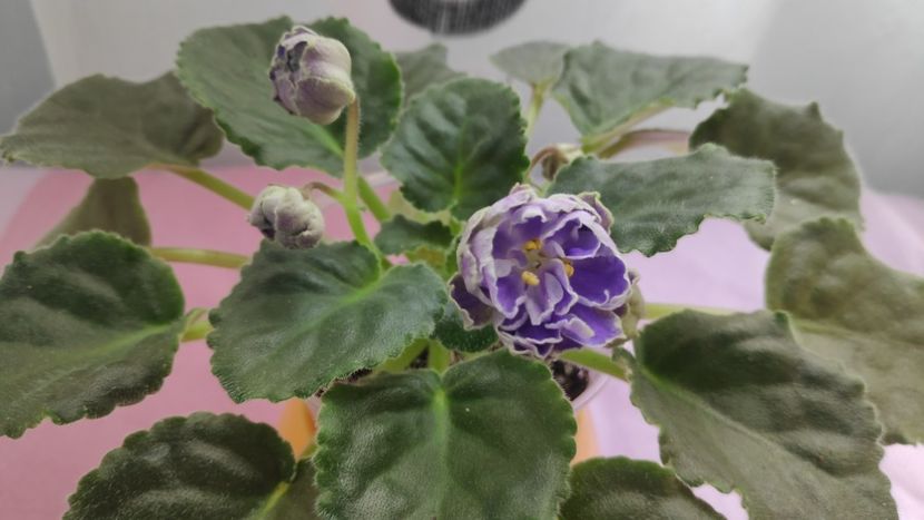 17 mai - Cajun s Lady Man