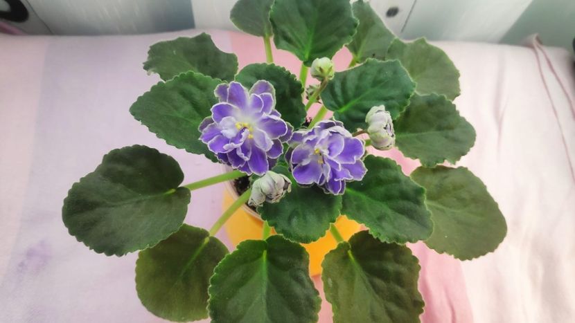 23 mai - Cajun s Lady Man