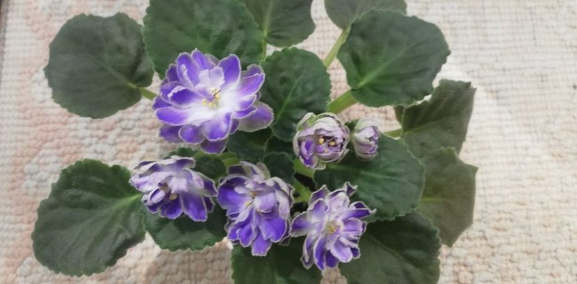 30 mai - Cajun s Lady Man