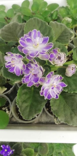 30 mai - Cajun s Lady Man