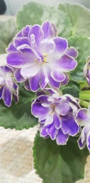 30 mai - Cajun s Lady Man