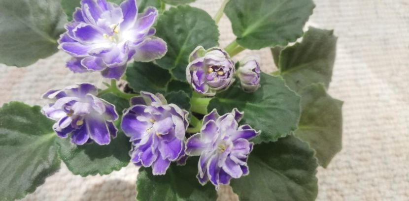 30 mai - Cajun s Lady Man