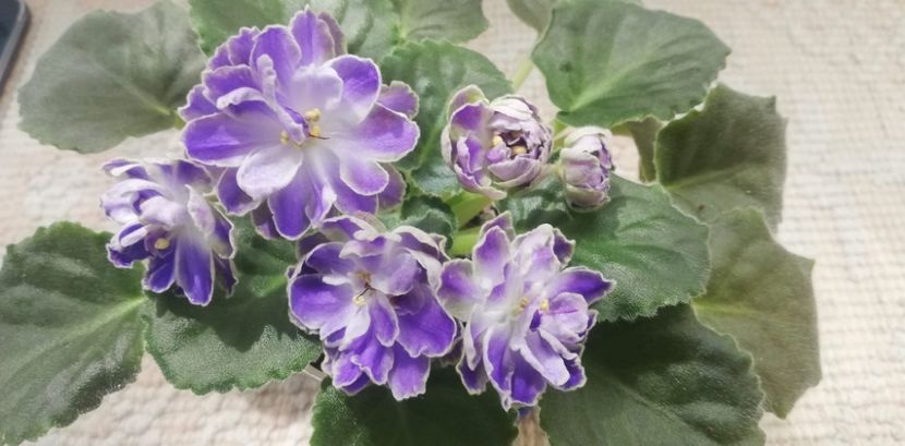 30 mai - Cajun s Lady Man