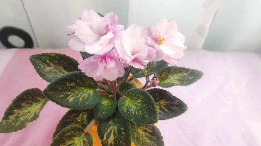 30 mai - Hand Picked