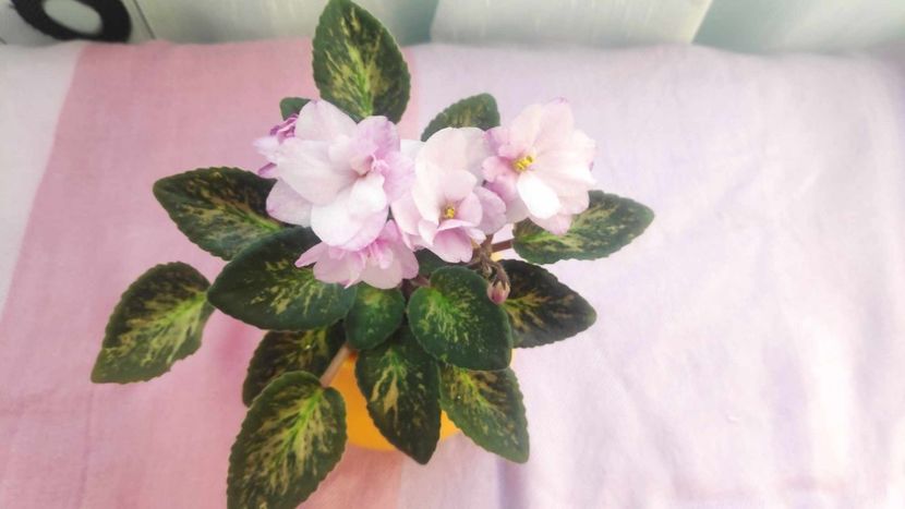 30 mai - Hand Picked