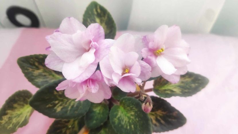 30 mai - Hand Picked