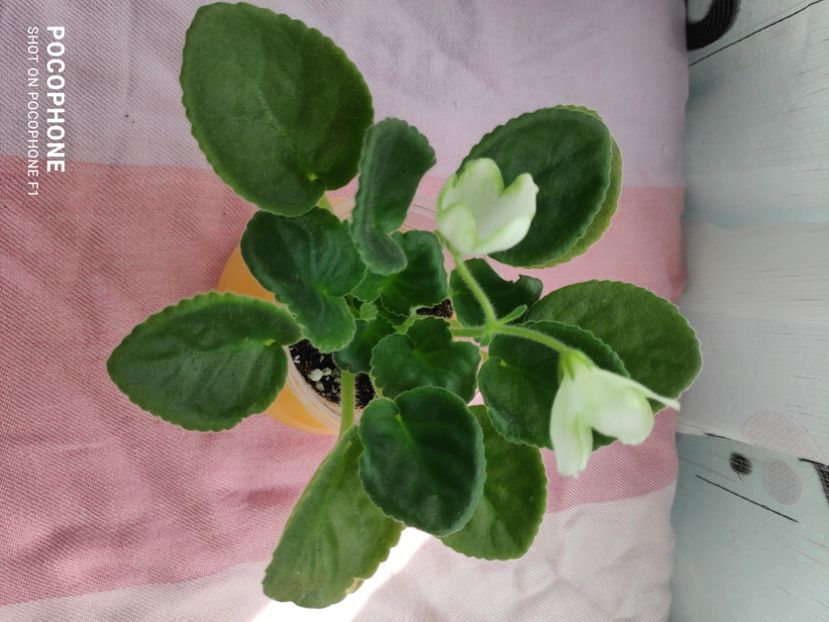 16 apr - Karen s Choice