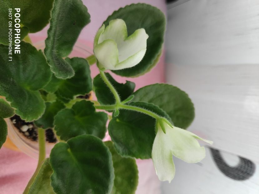 16 apr - Karen s Choice