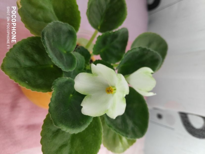 16 apr - Karen s Choice