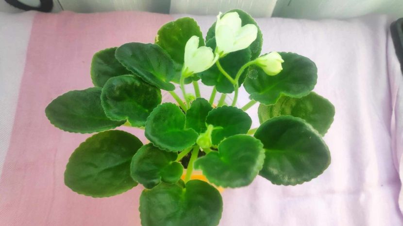 30 mai - Karen s Choice