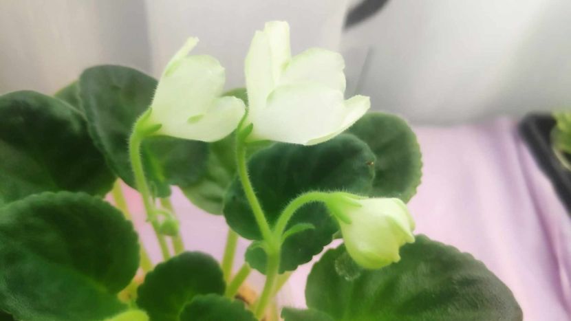 30 mai - Karen s Choice