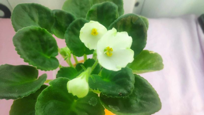 30 mai - Karen s Choice