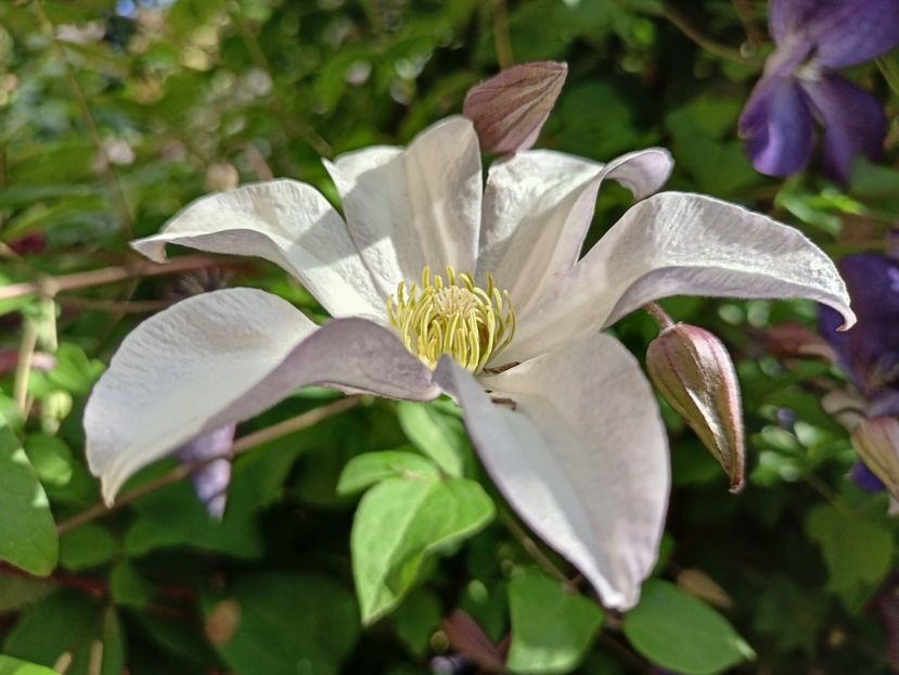 Huldine - Grădina 2024 continuare 3