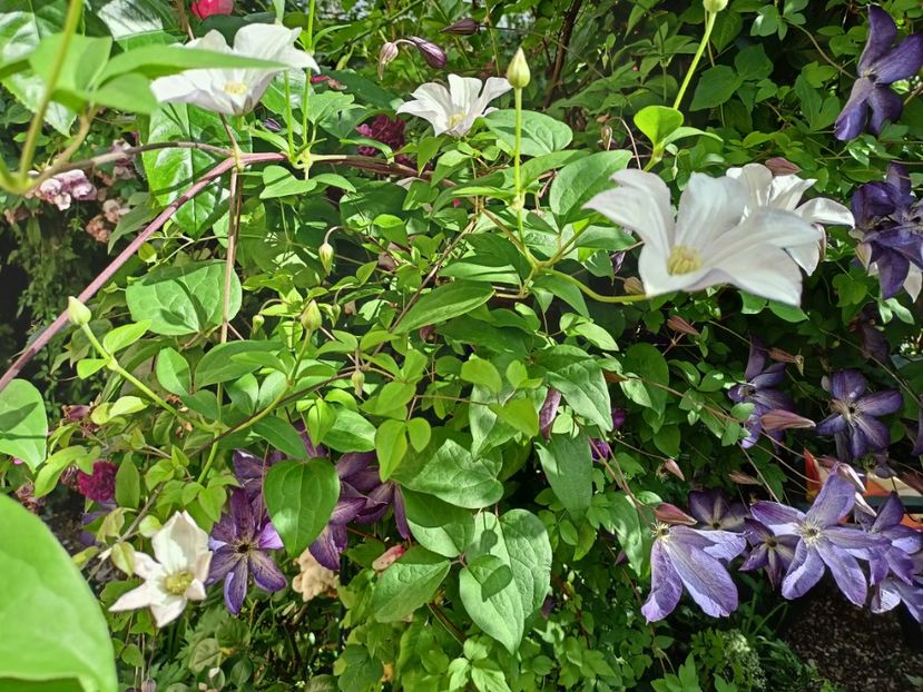  - Grădina 2024 continuare 3