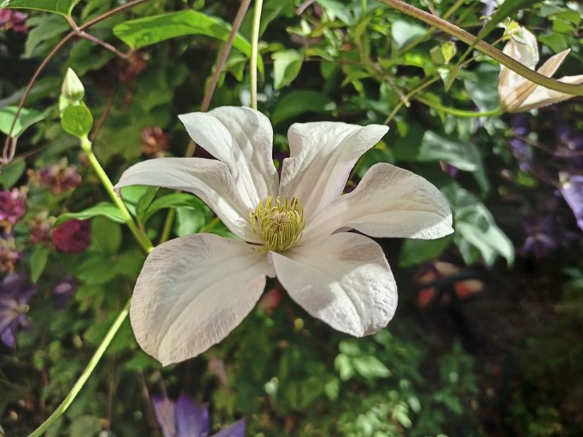  - Grădina 2024 continuare 3