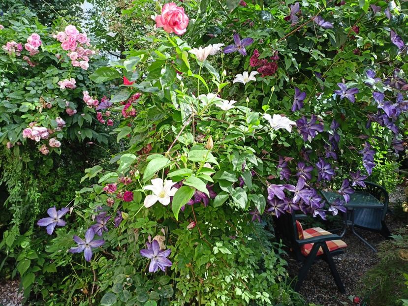  - Grădina 2024 continuare 3