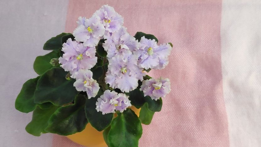 17 mai - Imp s Kyanite Sparkle