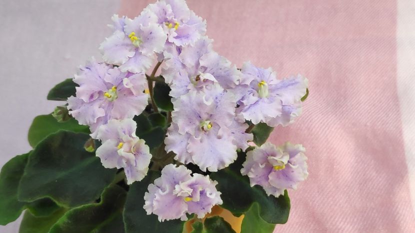 17 mai - Imp s Kyanite Sparkle