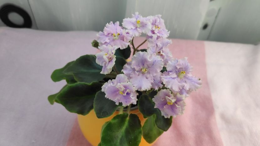 17 mai - Imp s Kyanite Sparkle