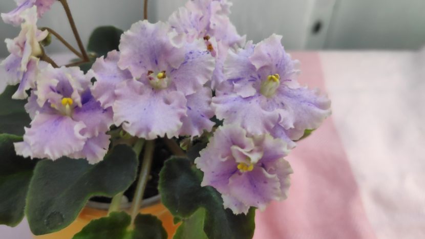 17 mai - Imp s Kyanite Sparkle