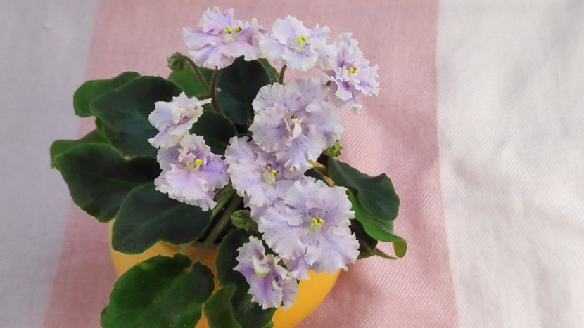 17 mai ( - Imp s Kyanite Sparkle