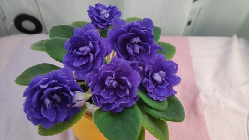 17 mai - DN November Rain