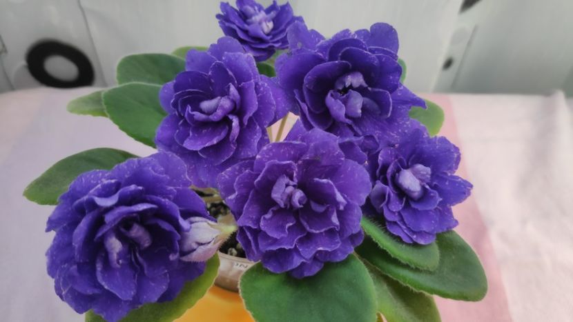 17 mai - DN November Rain