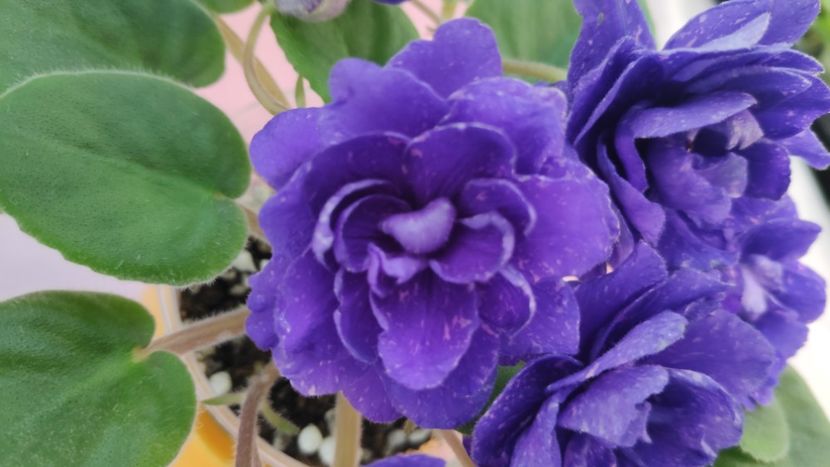 17 mai - DN November Rain