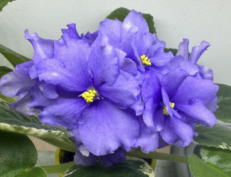 1 iunie 2024 - RS Syianie