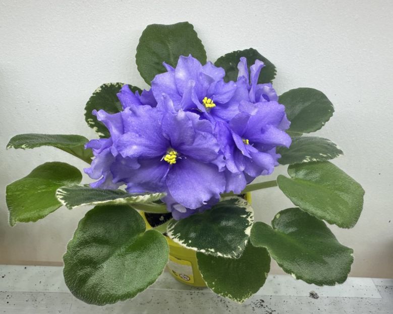 1 iunie 2024 - RS Syianie