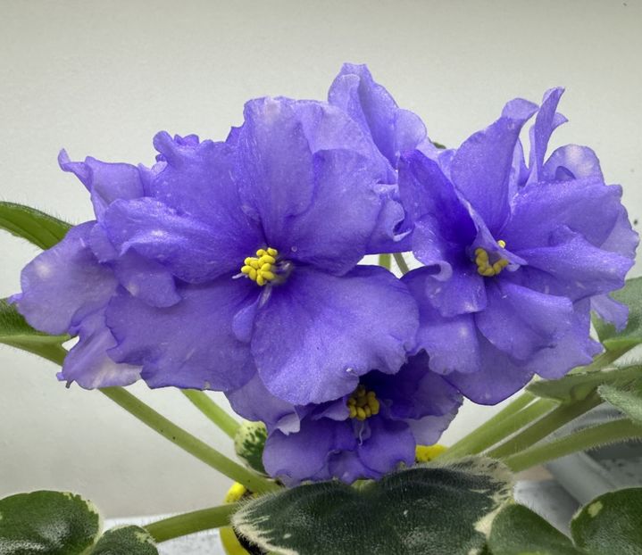 1 iunie 2024 - RS Syianie