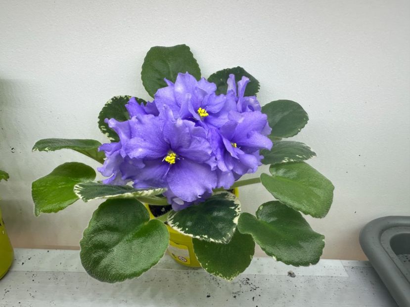 1 iunie 2024 - RS Syianie