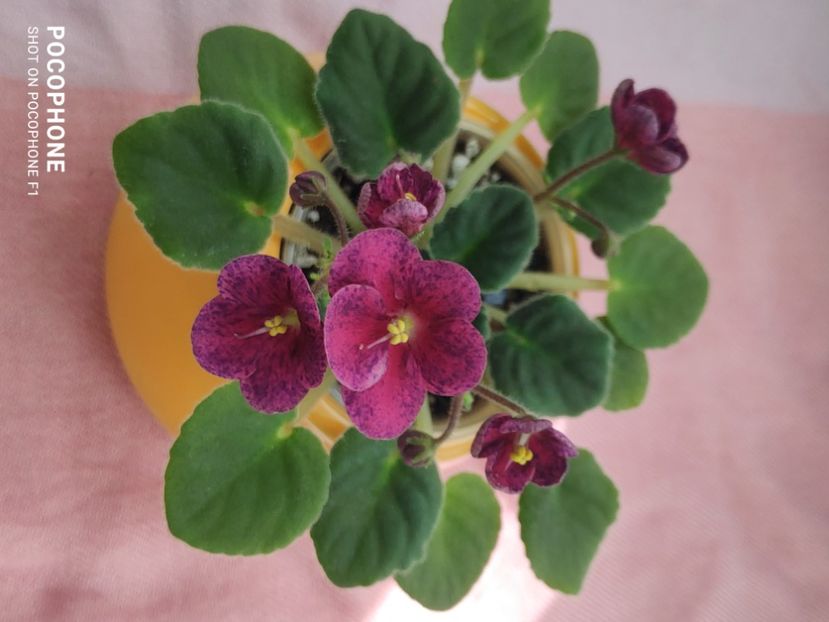 16 apr - Mac s Paisley Pattern