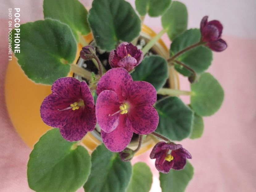 16 apr - Mac s Paisley Pattern