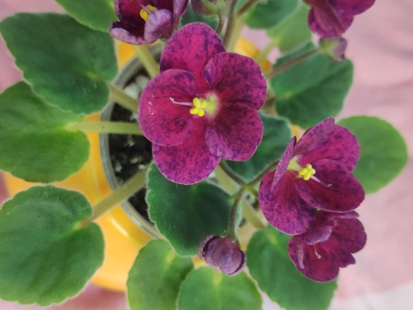 23 apr - Mac s Paisley Pattern