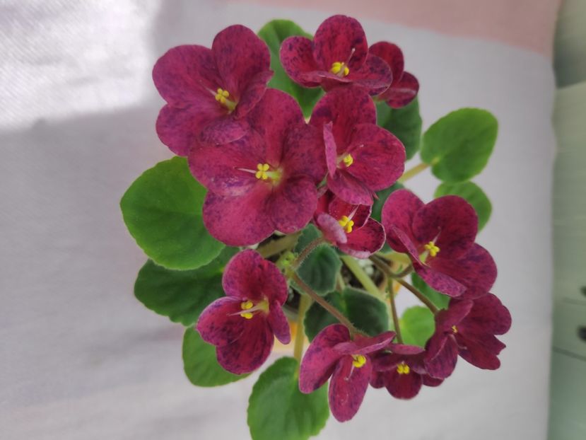 29 apr - Mac s Paisley Pattern