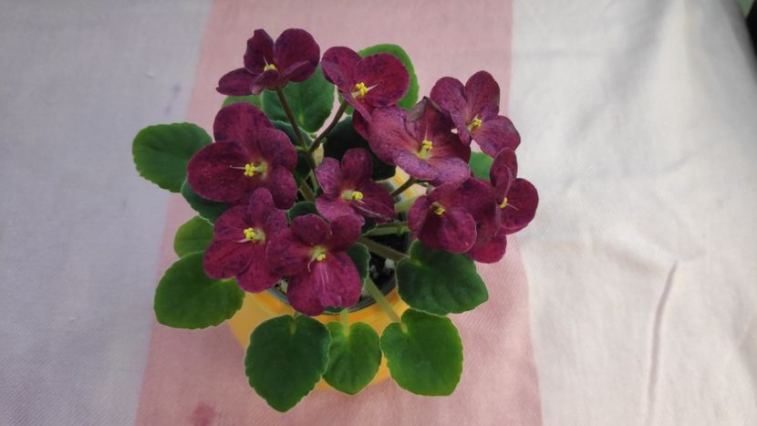 17 mai - Mac s Paisley Pattern