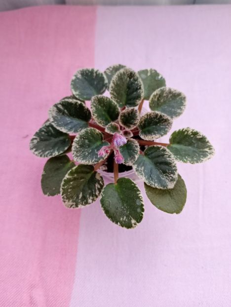 13 mar - Cajun s Lil Sprinkles