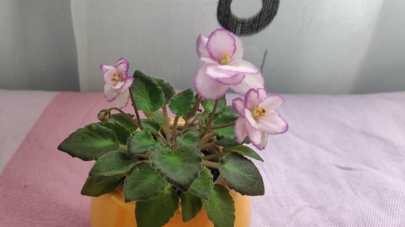 17 mai - Morgan s little Linnie