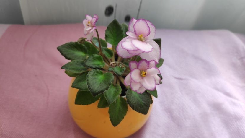 17 mai - Morgan s little Linnie