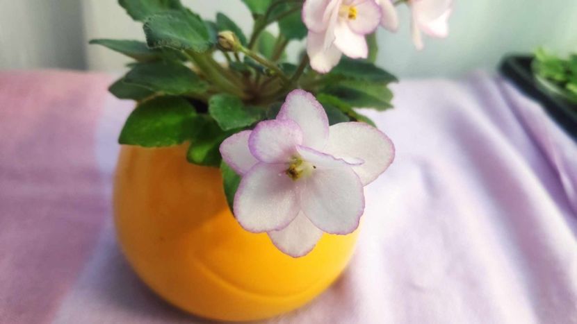 30 mai - Morgan s little Linnie