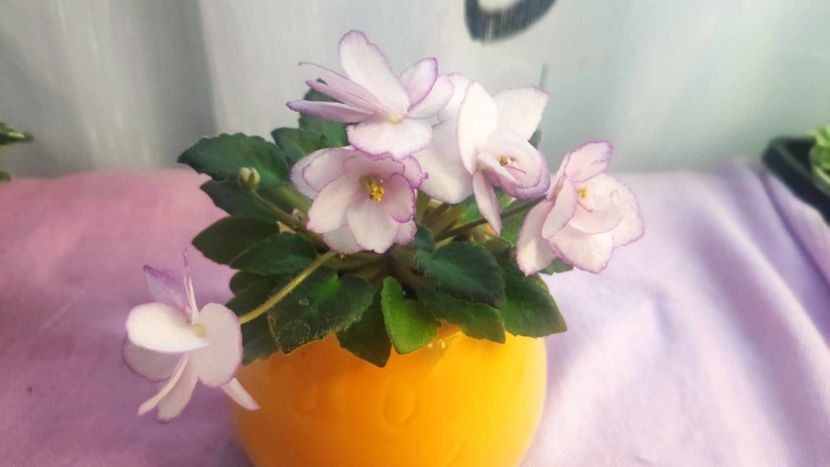 30 mai - Morgan s little Linnie