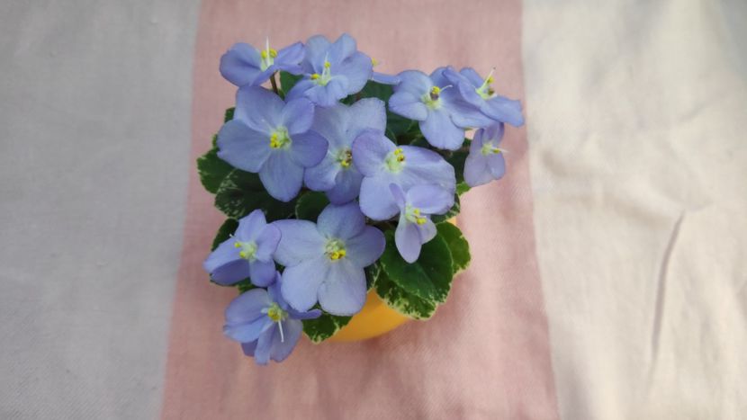 17 mai - N Feodora